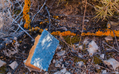 Sponge and Lichen – old friends