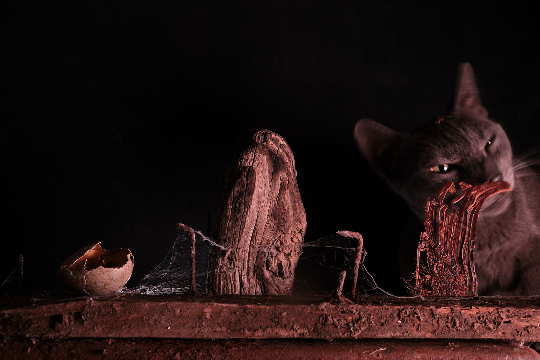 My cat and my still life
