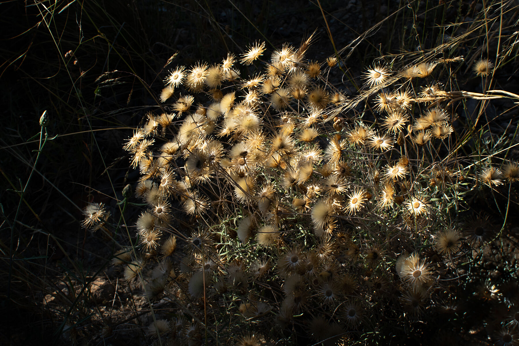 Dried flowers