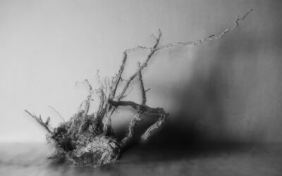 The taste of earth. Memory and storage.